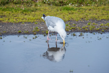 seagull