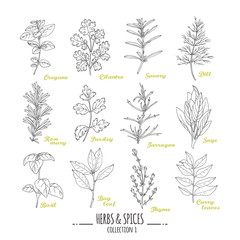 Hand drawn herbs and spices collection. Outline style seasonings