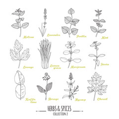 Hand drawn herbs and spices collection. Outline style seasonings - 102611213