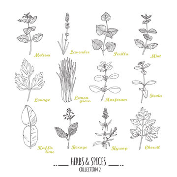 Hand drawn herbs and spices collection. Outline style seasonings