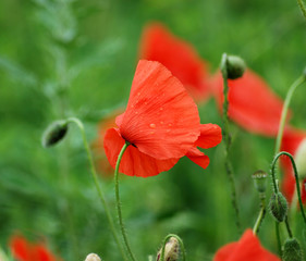 Obraz premium Poppy flower detail