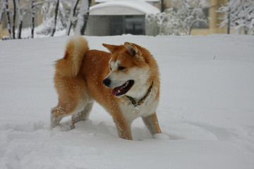 Beautiful dog in the snow