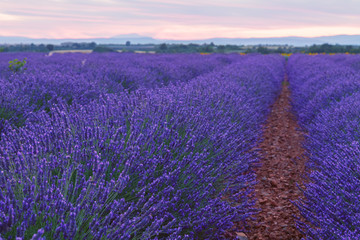 Beautiful colors of lavender field in Provence, Valensole
