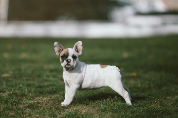 Adorable French bulldog puppy enjoying outdoors, standing on the grass field and looking at camera. Natural light and shadows. Post processed to mach old film look. 