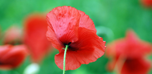 Poppy flower detail