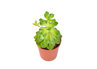 Succulent plant sempervivum