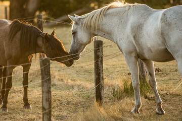 A brown and a white horse with a fence dividing them sniff each others nose which looks a lot like having affection and that they are kissing. The evening sun is lighting them from behind.
