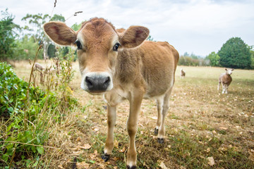 Naklejka na ściany i meble A cute curious calf with big ears and a big nose. In the background there is a sheep standing who is also paying some attention.