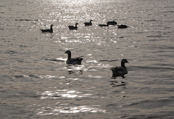 Barnacle geese resting on sea water in Finland.