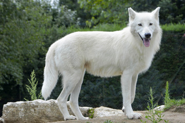 Loup d'arctique