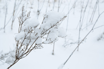 Fototapeta na wymiar Dry plants covered by soft white fresh snow in winter meadow.