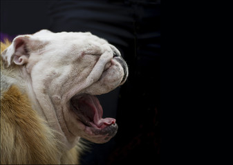 English bulldog on a dark background in profile  yawns, gives alarm