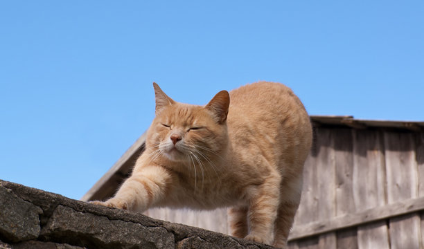 Stretching yellow cat