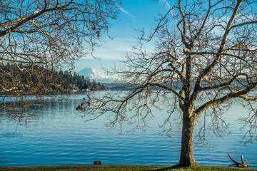Obraz premium Trees, Lake And Rainier 2