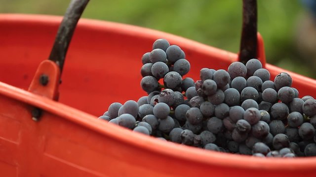 Uva nella vigna