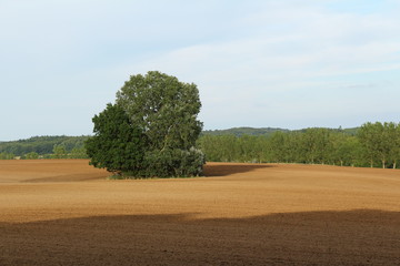 Baum allein auf einem Acker