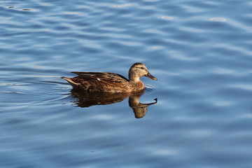 Stockente im Wasser