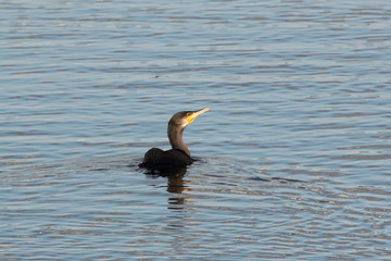Kormoran schwimmt im Wasser