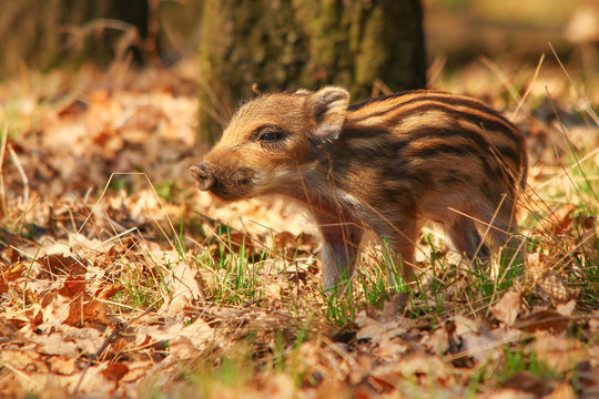 Lost wild young pig