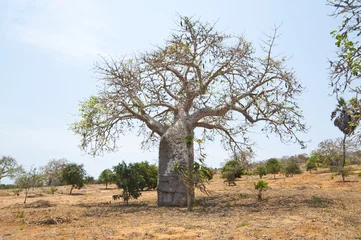 Tableaux ronds sur aluminium brossé Baobab Baobab Tree
