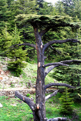 Mountains of Lebanon were once shaded by thick cedar forests and tree is the symbol of country. After centuries of persistent deforestation, extent of these forests has been markedly reduced