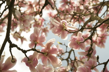 Magnolienblüten