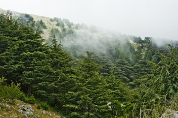Fototapeta na wymiar The mountains of Lebanon were once shaded by thick cedar forests and tree is symbol of the country. After centuries of persistent deforestation, extent of these forests has been markedly reduced