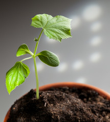 Young cucumber plants