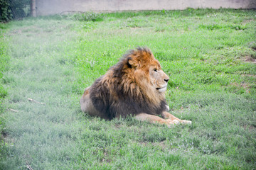 Naklejka premium Lion d'Asie