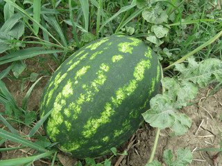 The growing water-melon in the field