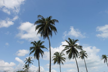 Fototapeta na wymiar Palm Trees and Blue Sky