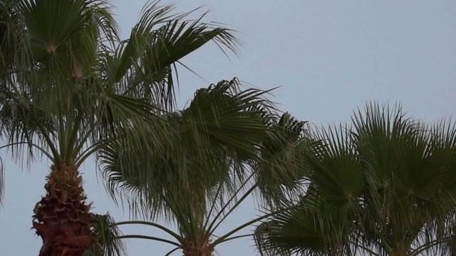 Palm Trees tilt down