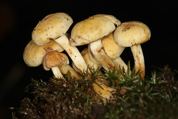 Poisonous Clustered woodlover  mushrooms
