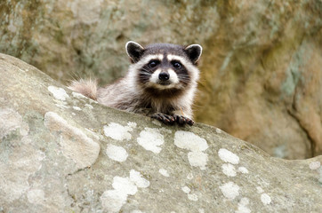 A curious raccoon sits on top of a rock.