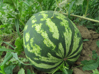 The growing water-melon in the field