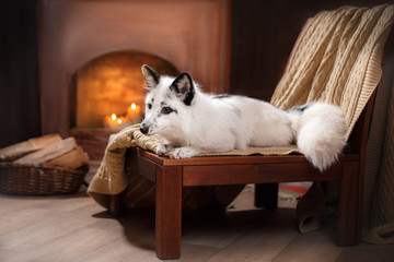 Fototapeta premium Arctic fox, Vulpes lagopus
