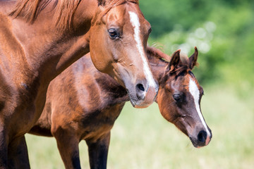Arabian mare and foal closeup