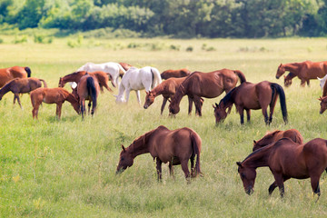 Naklejka na ściany i meble Herd of horses with foals in field