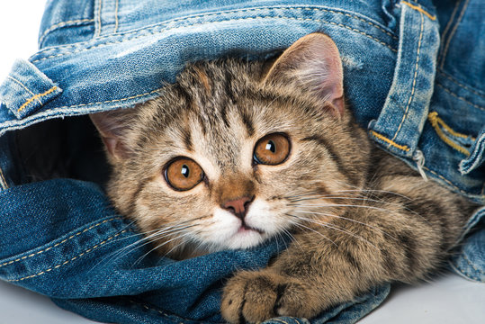 K&auml;tzchen in Jeans