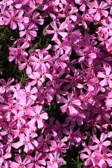 violet flowers background