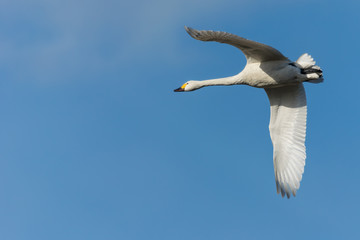 飛ぶ白鳥