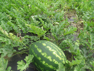 The growing water-melon in the field