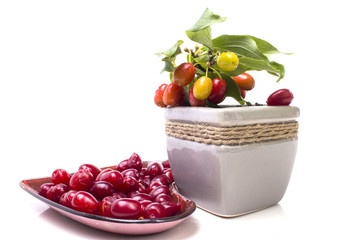 growing near a dogwood dogwood full saucer