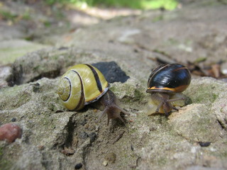 Snails,