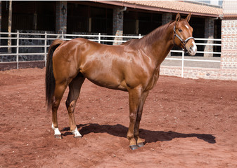 Beautiful thoroughbred horse Hanoverian