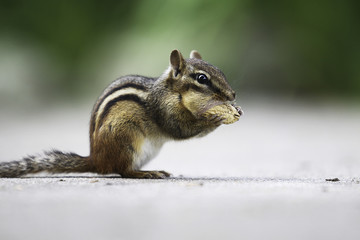 Chipmunk & Peanut