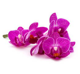 Obraz na płótnie Canvas Orchid flower head bouquet isolated on white background cutout