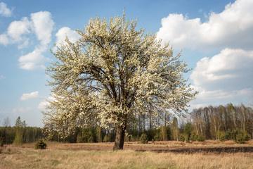 Single old fruit tree in full blossom in spring on a meadow