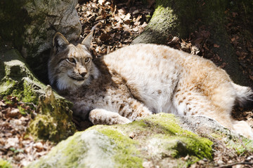 Wachsamer Luchs
