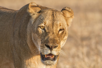 Lioness portrait, Kruger Park, South Africa